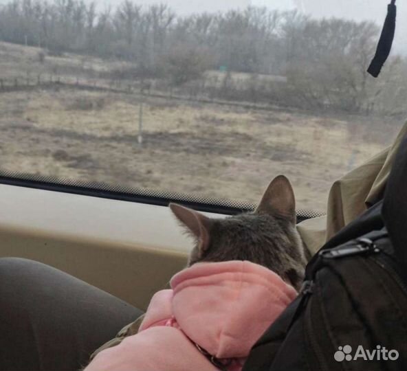 Ищем дом кошечке