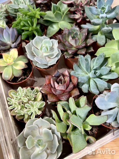 Суккуленты в наличии