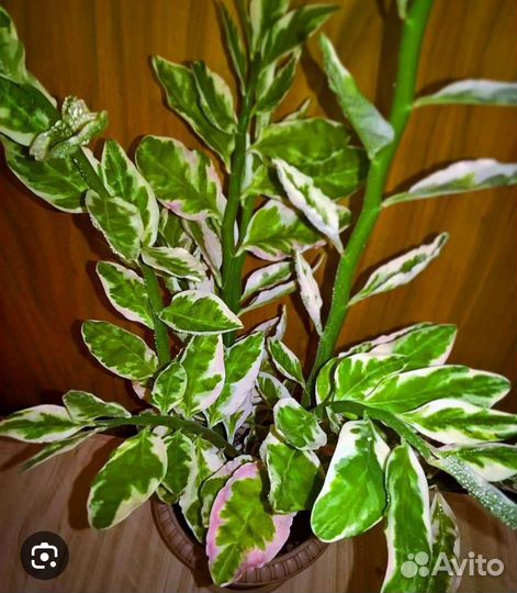 Педилантус