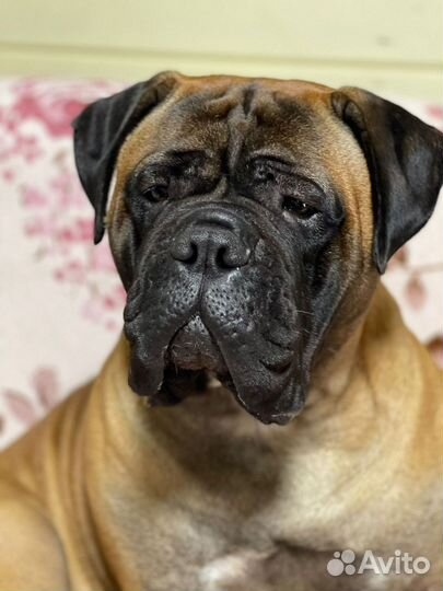 Бульмастиф