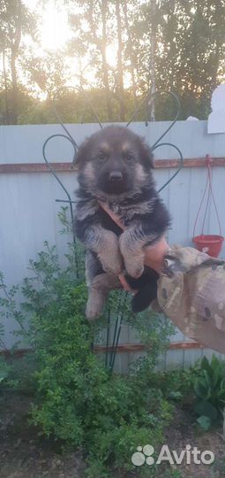 Щенки немецкой овчарки