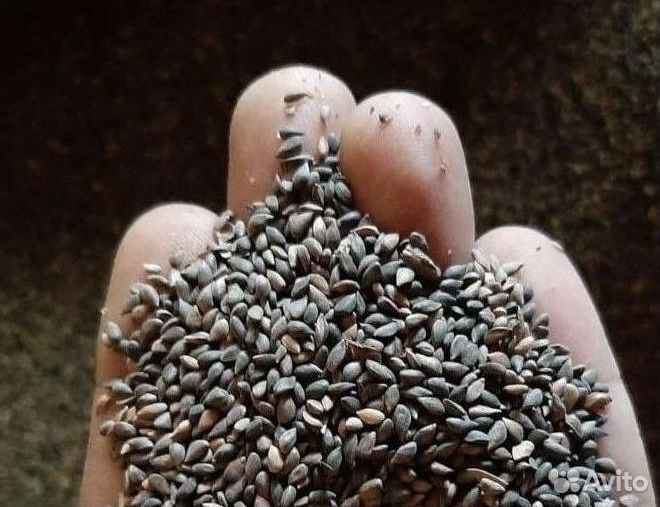 Семена лиственницы от производителя