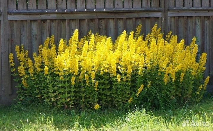 Вербейник точечный саженцы (обменяю на ваши цветы)