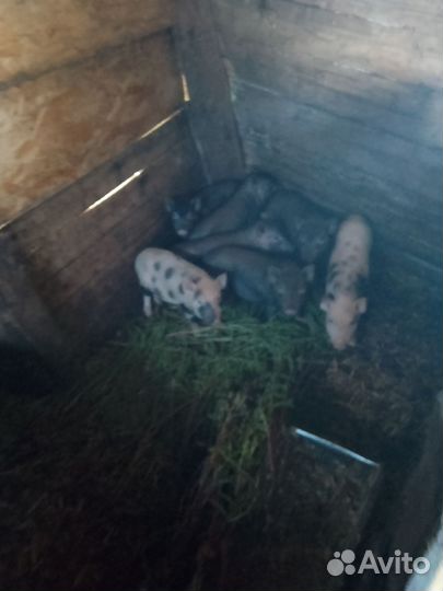 Вьетнамские поросята