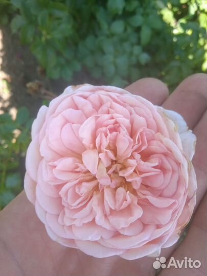 Саженцы роз