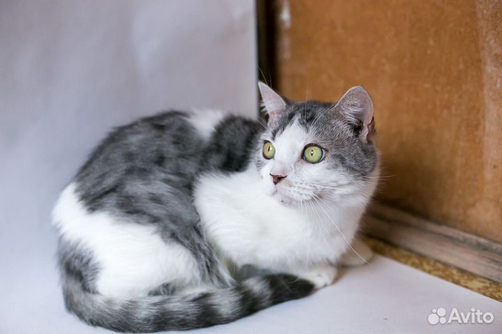 Кот Василий