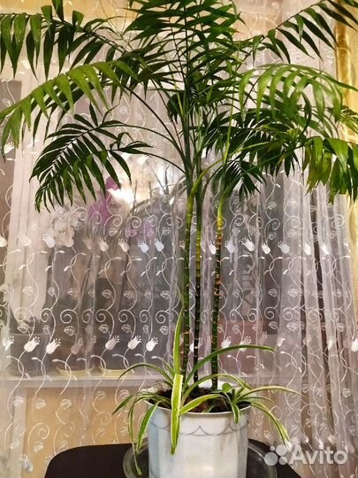 Хамедория Зейфрица