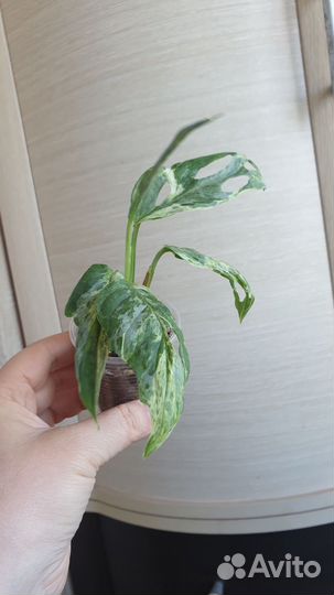Монстера индо минт