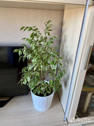 Фикус Бенджамина большой