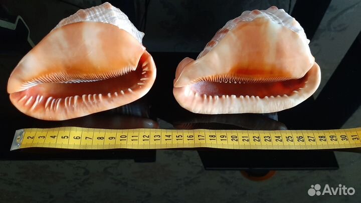 Раковины морские