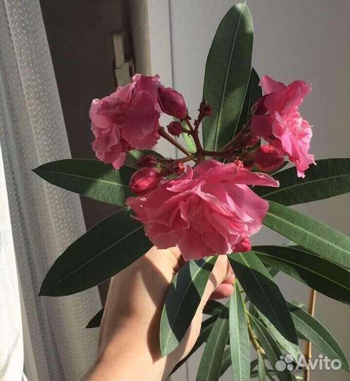 Олеандр махровый