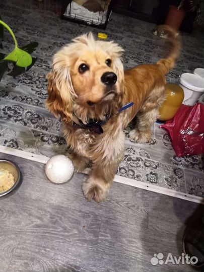 Кокер спаниель, вязка, развязан