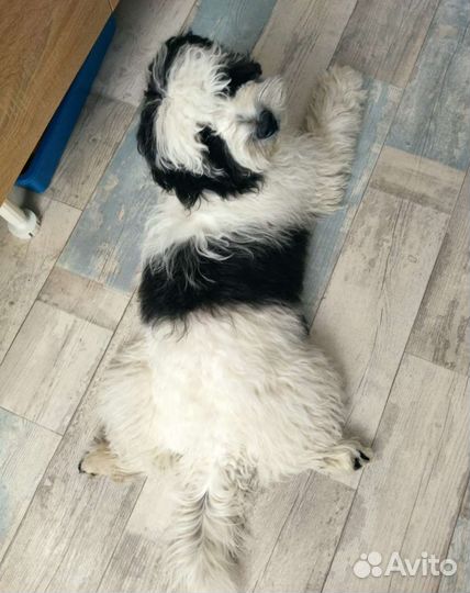 Передержка животных