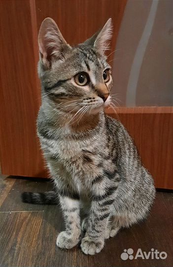 Котята бесплатно