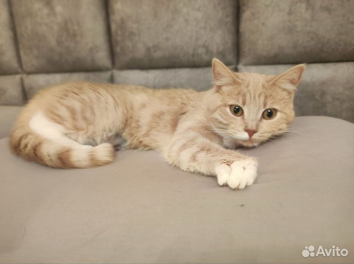 Рыжая кошка девочка