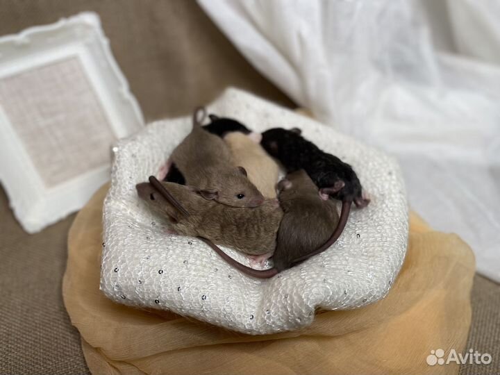 Крысята дамбо мальчики