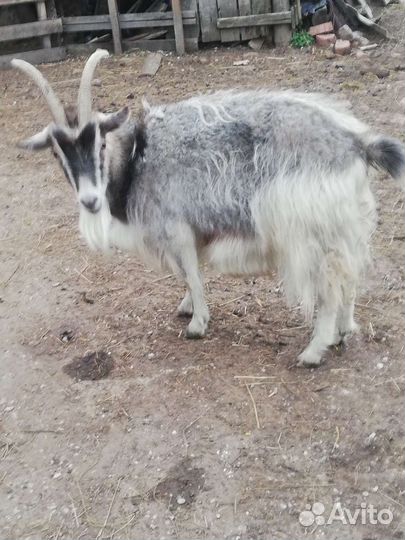 Коза, бараны