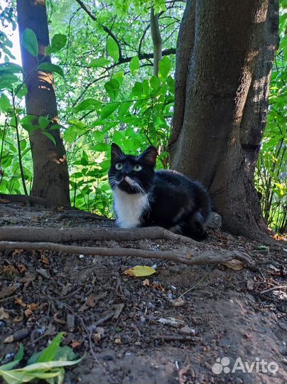 Кошка метис