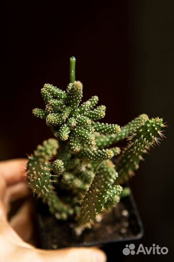 Суккуленты Маммиллярия и Опунция