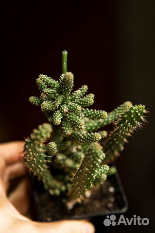 Суккуленты Маммиллярия и Опунция