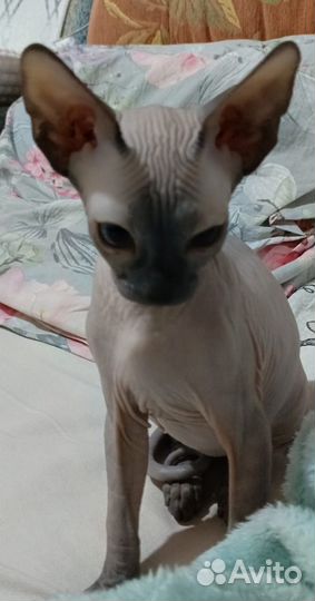Канадский сфинкс котенок девочка
