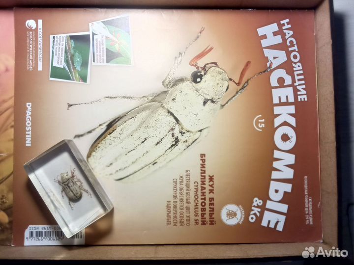 Коллекция настоящие насекомые