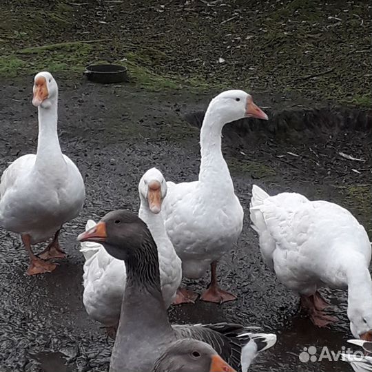 Гуси линда и большой серый
