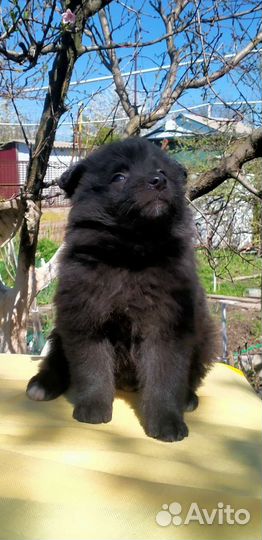 Щенки большого немецкого шпица. Документы РКФ