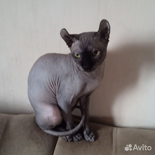 Сфинкс эльф вязка