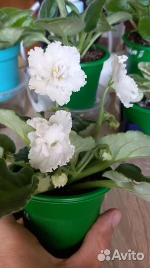 Сенполия белая махровая