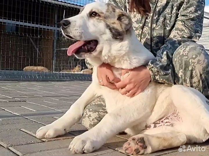 Среднеазиатская овчарка алабай щенки