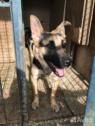 Собака в добрые руки