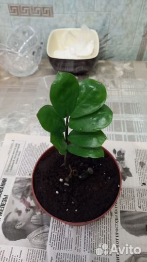 Зелёный замиокулькас