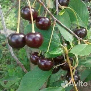 Саженцы вишня,смородина,крыжовник,и т.д