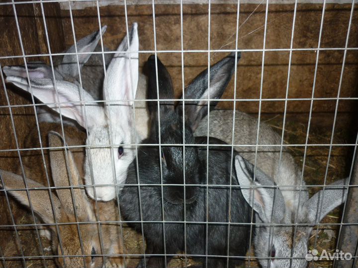 Кролики на развод