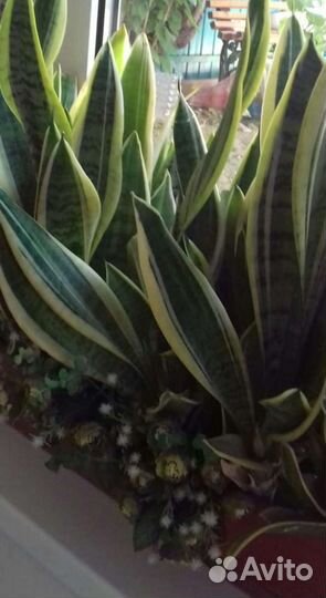 Комнатные цветы (растения)