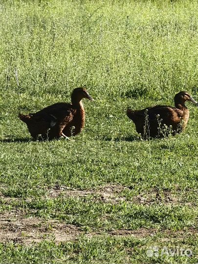 Утята руанской утки