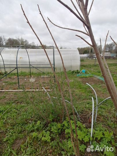 Саженцы сумах оленерогий