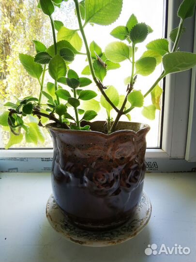 Мята комнатное растение