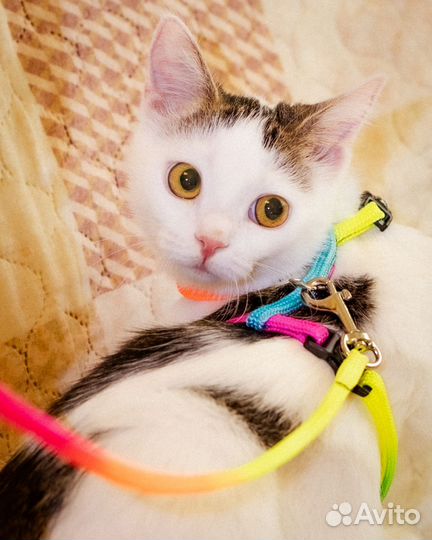 Белая кошка котенок