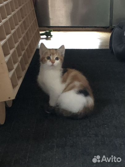 Кошка