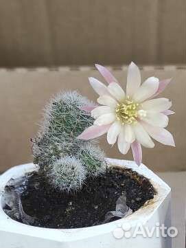 Кактус цветущий Ребуция