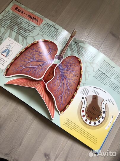 Книга Человек. Факты в трёх измерениях