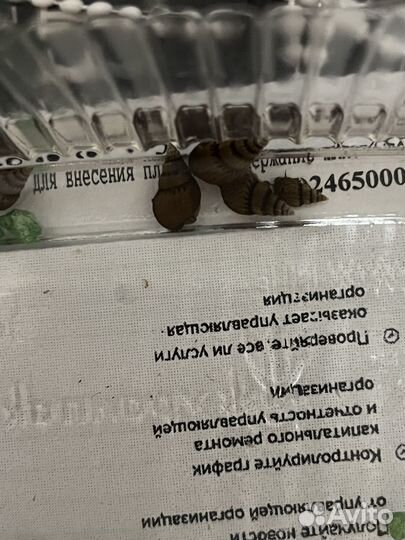 Улитка хелена