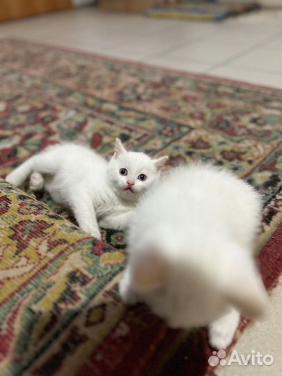 Котята бесплатно