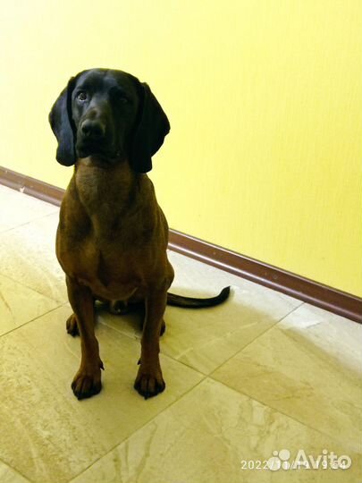 Вязка Баварская горная гончая