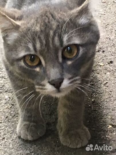 Котята в добрые руки хорошим людям