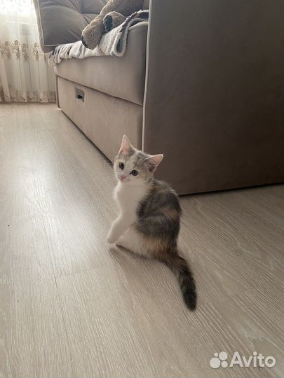 Котята в добрые руки даром