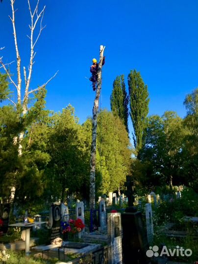 Спил деревьев