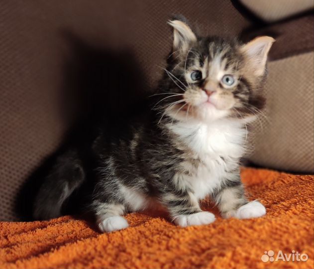Котята Мейн Кун